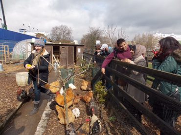 group on one side of the fence feeding the chickens on the other side 2